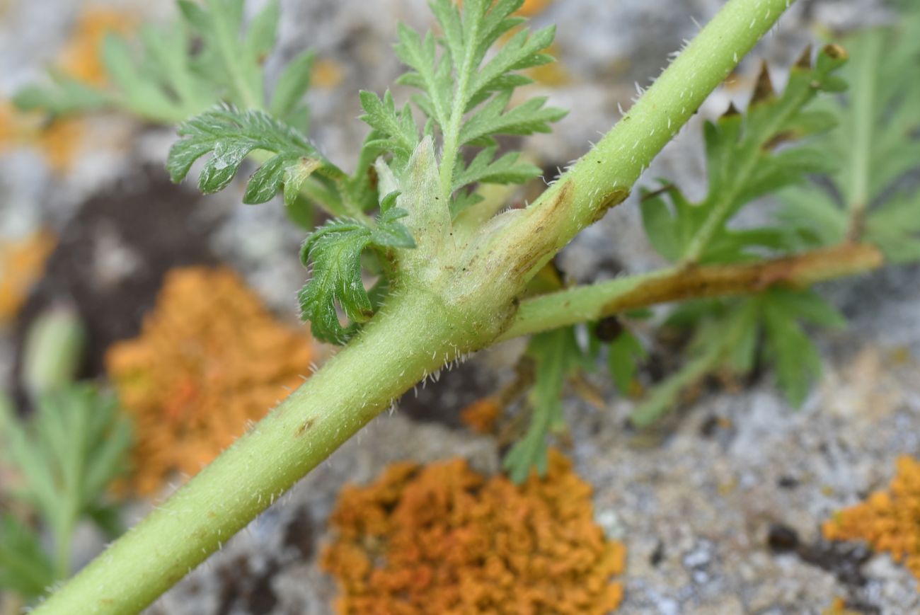 Image of Erodium cicutarium specimen.