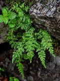 genus Asplenium. Взрослое растение в сообществе с Clinopodium gracile и мхами. Китай, пров. Аньхой, дер. Хунцунь, на камне. 28.05.2025.