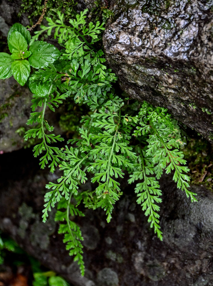 Image of Asplenium austrochinense specimen.