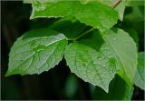 Philadelphus pubescens. Листья с каплями дождя. Московская обл., Раменский р-н, окр. дер. Хрипань, садовый участок. 18.06.2025.