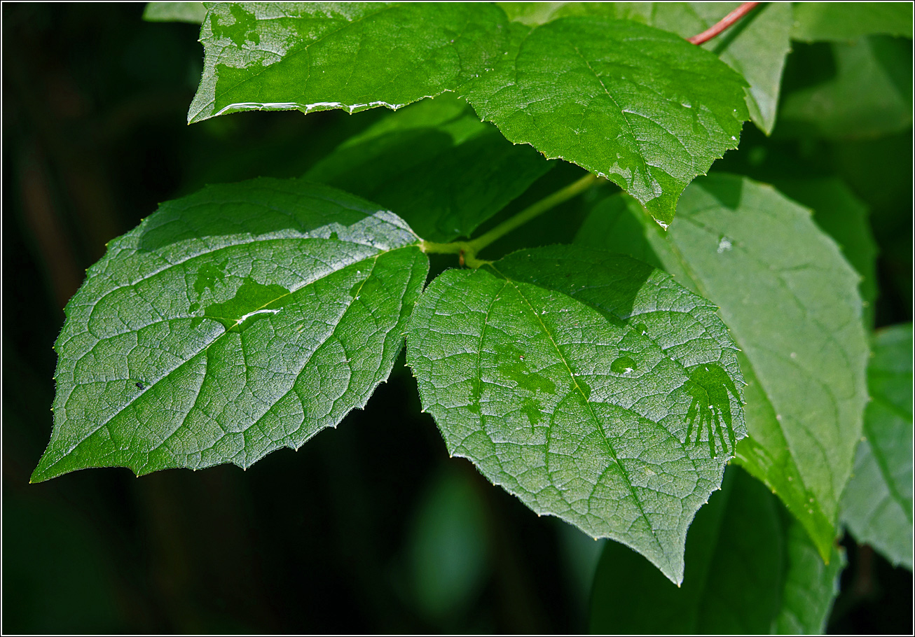 Изображение особи Philadelphus pubescens.