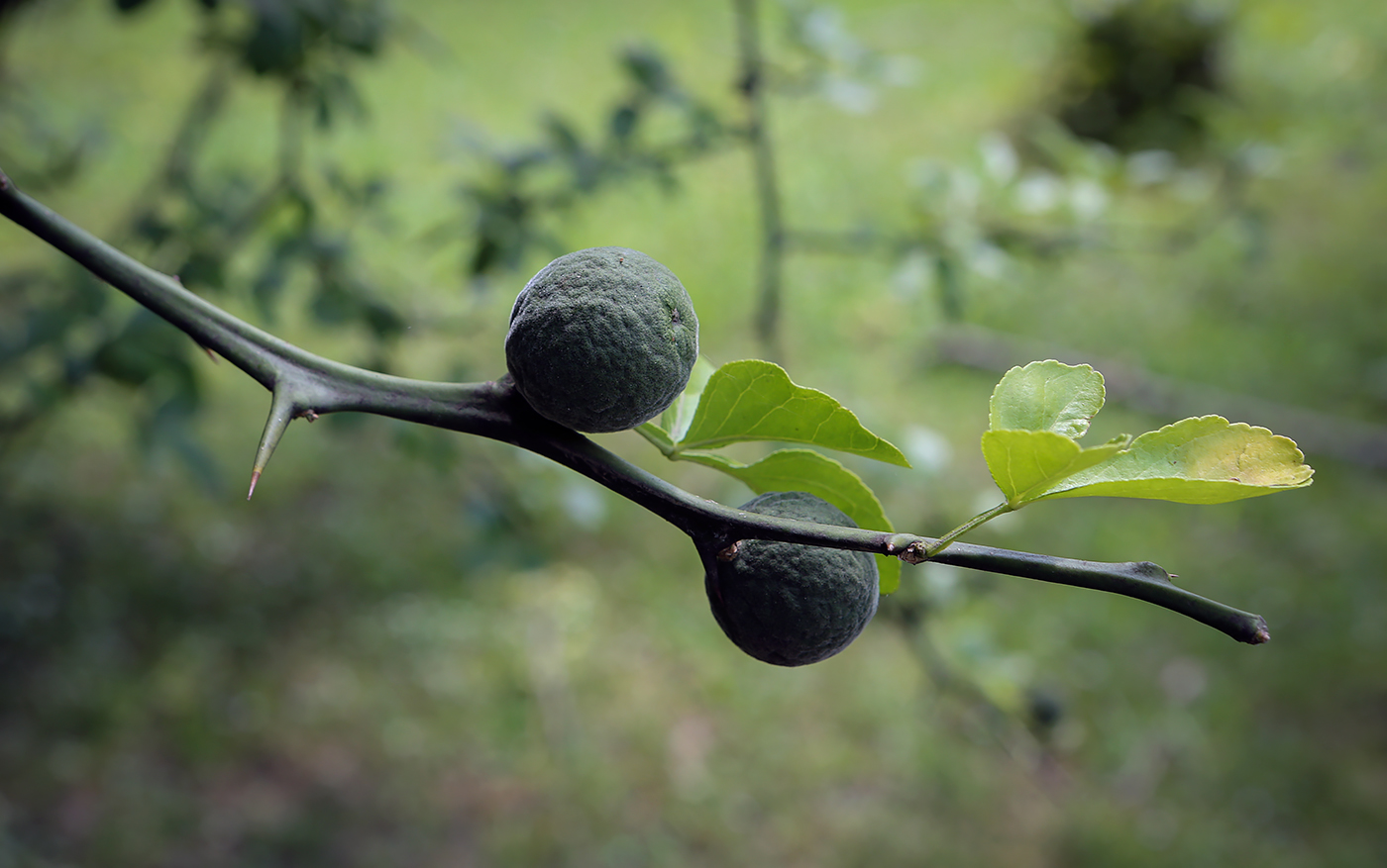 Изображение особи Poncirus trifoliata.