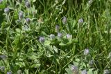 Trigonella rotundifolia. Цветущие растения. Турция, ил Ван, г. Ахлат, р-н Харабе Шехир, старое сельджукское кладбище, луг. 21 мая 2025 г.