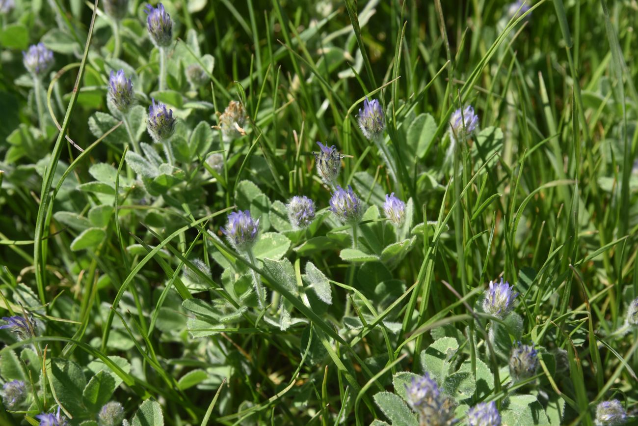 Изображение особи Trigonella rotundifolia.