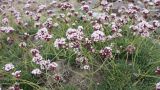 Gypsophila capituliflora. Верхушки побегов с соцветиями. Таджикистан, Горно-Бадахшанская автономная обл., Мургабский р-н, хр. Музкол, пер. Кокджар. ≈ 3800 м н.у.м., каменистый склон. 11 июля 2025 г.