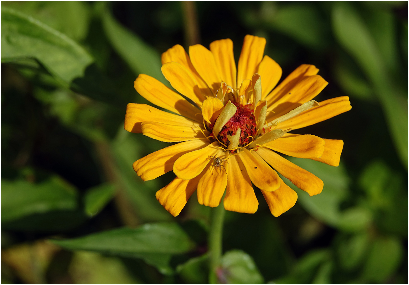 Image of Zinnia elegans specimen.