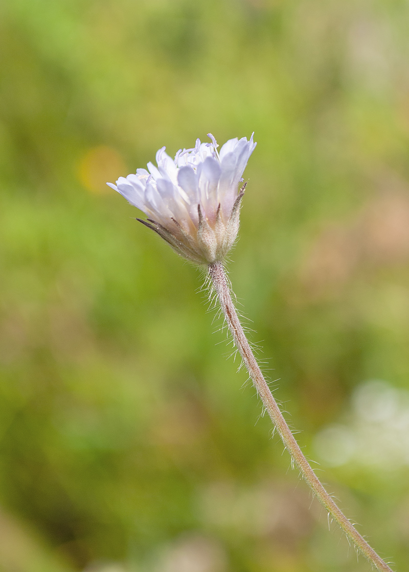 Изображение особи Knautia integrifolia.