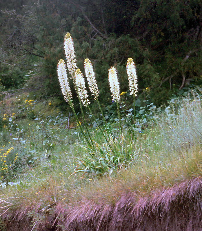 Image of Eremurus kaufmannii specimen.