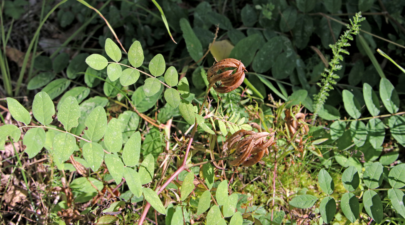 Изображение особи Astragalus glycyphyllos.