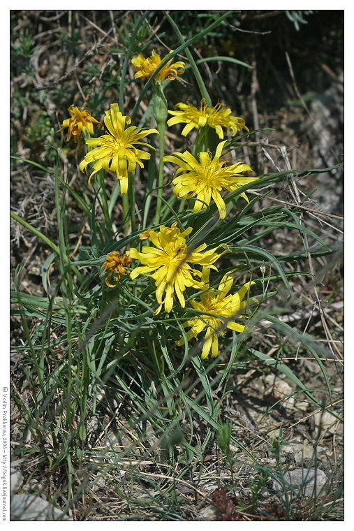 Image of Scorzonera austriaca specimen.