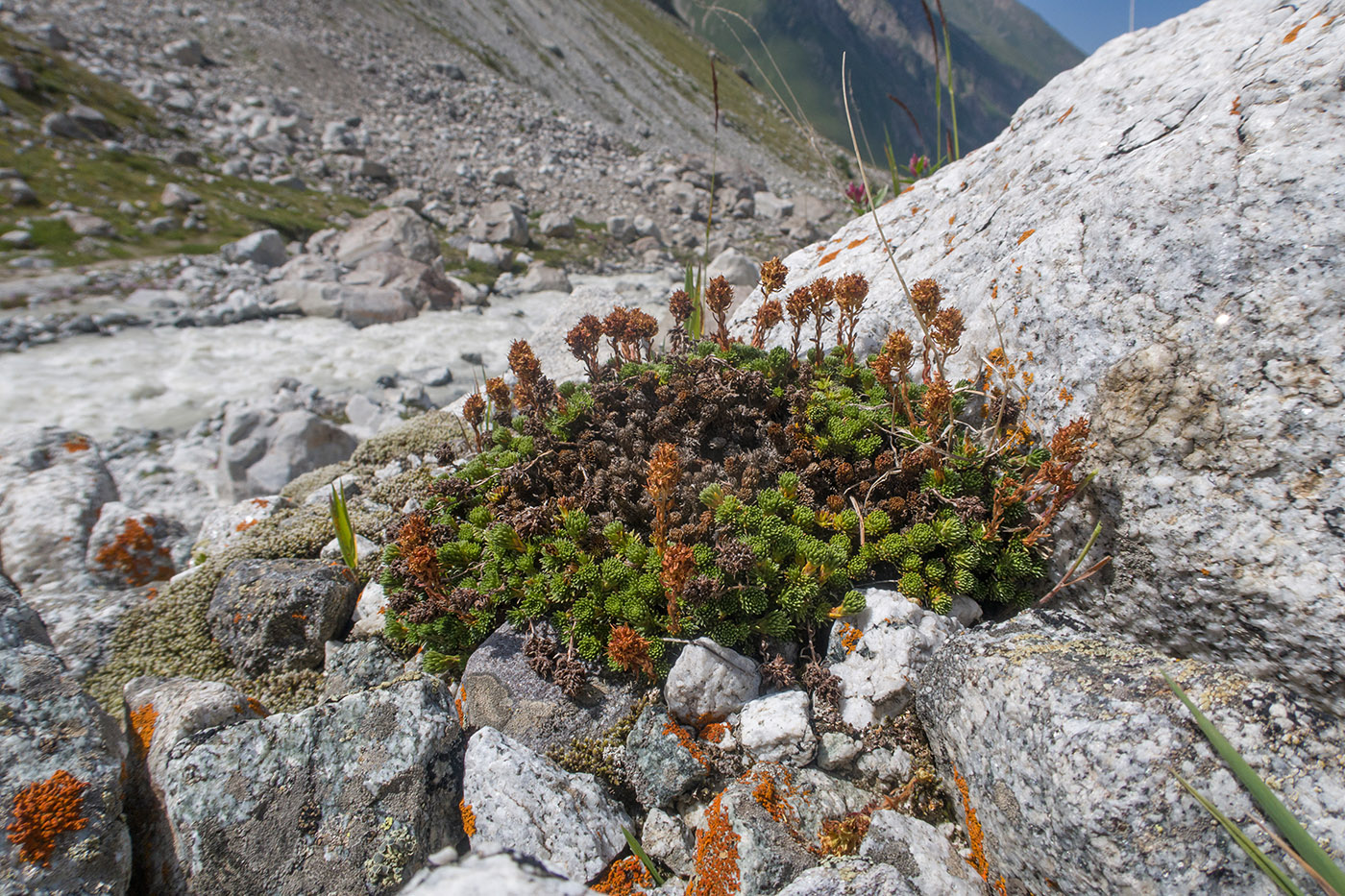 Изображение особи род Saxifraga.