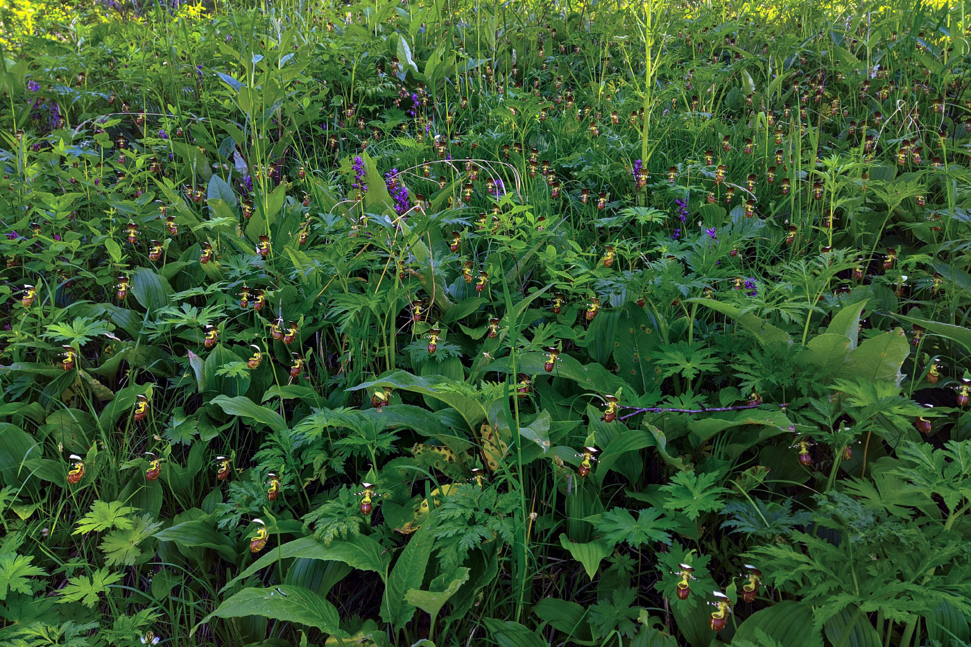 Image of Cypripedium yatabeanum specimen.
