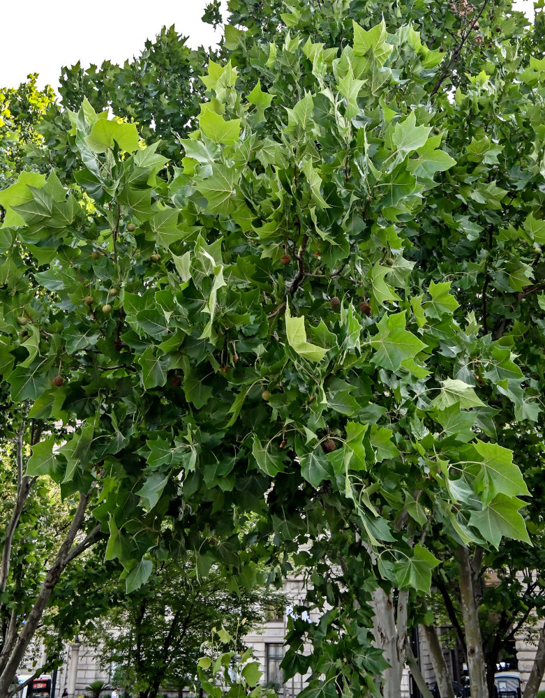 Изображение особи Platanus orientalis.