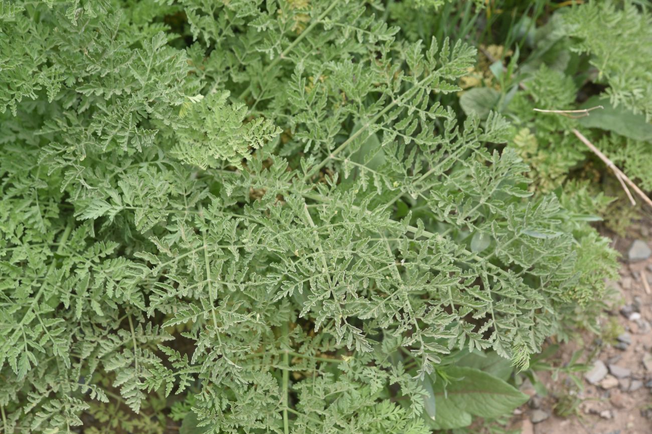 Image of familia Apiaceae specimen.