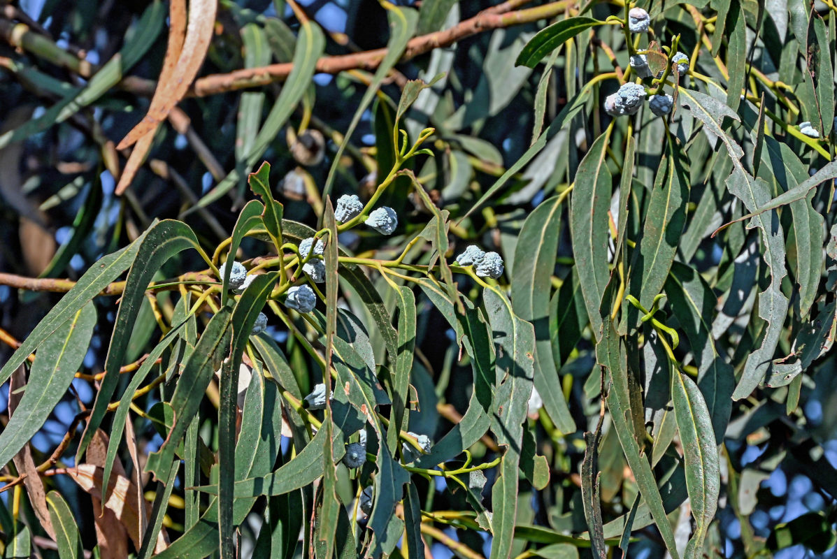 Image of Eucalyptus globulus specimen.