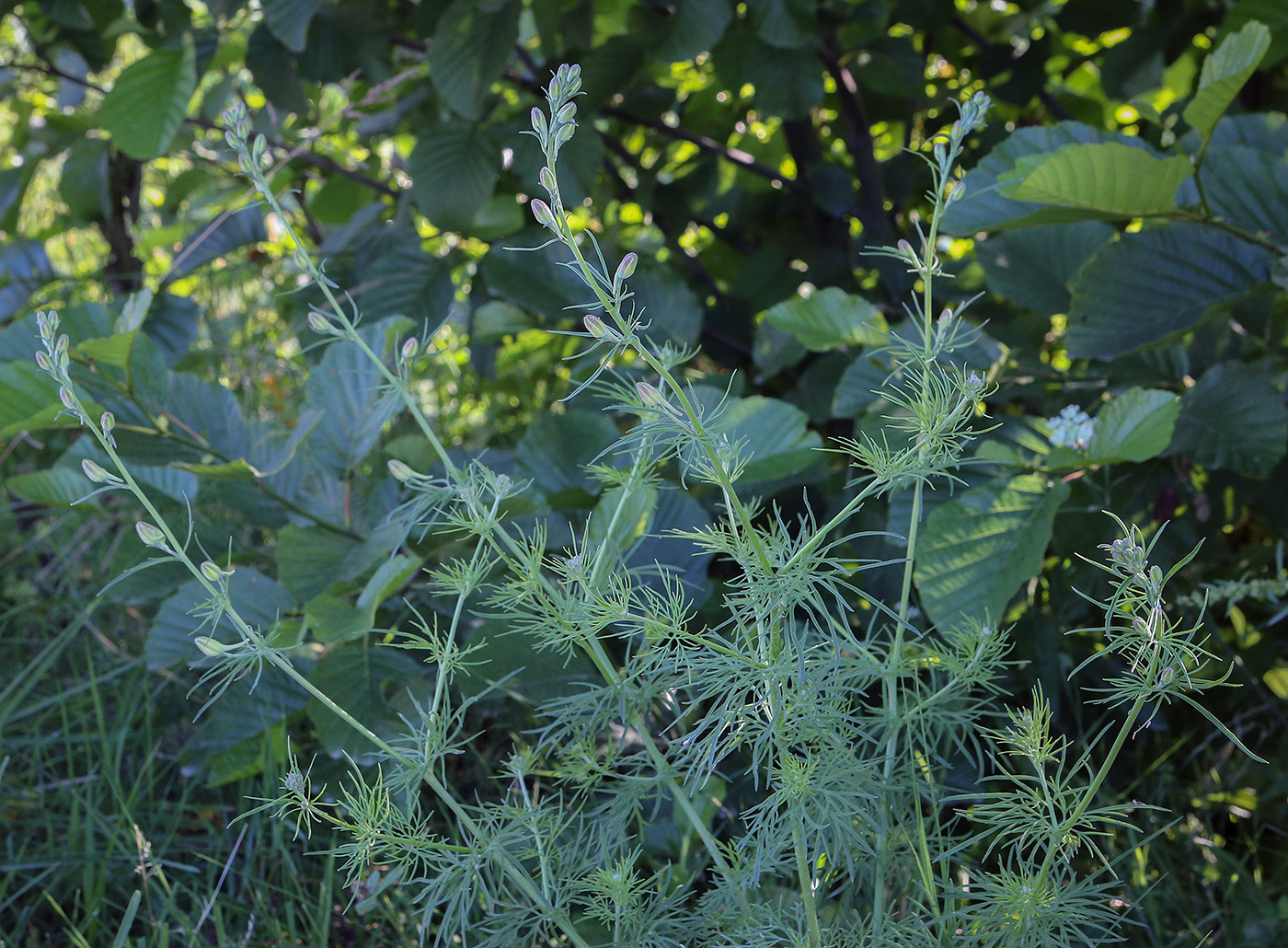 Image of Delphinium ajacis specimen.