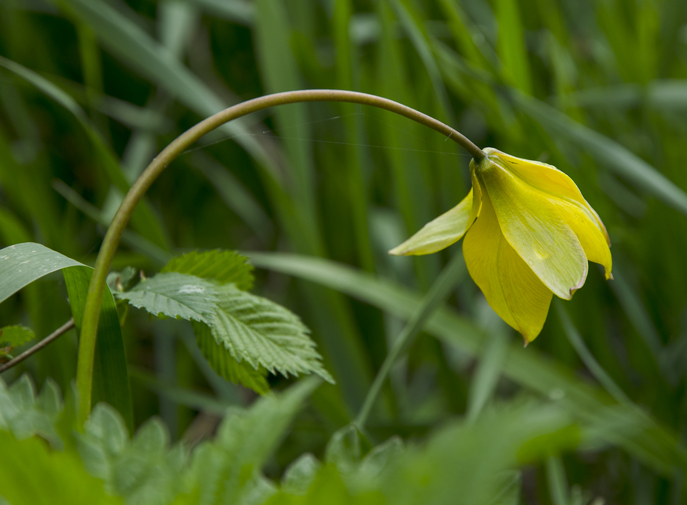 Image of Tulipa biebersteiniana specimen.