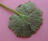 Geranium pusillum. Пораженный пероноспорозом лист (вид снизу). Киев, Южная Борщаговка, газон. 16 апреля 2011 г.