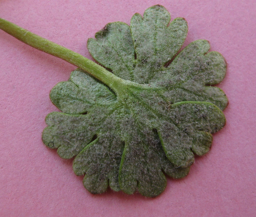 Image of Geranium pusillum specimen.
