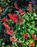 Salvia splendens