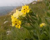 View full-size image Huynhia pulchra