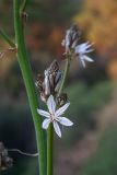 Asphodelus ramosus