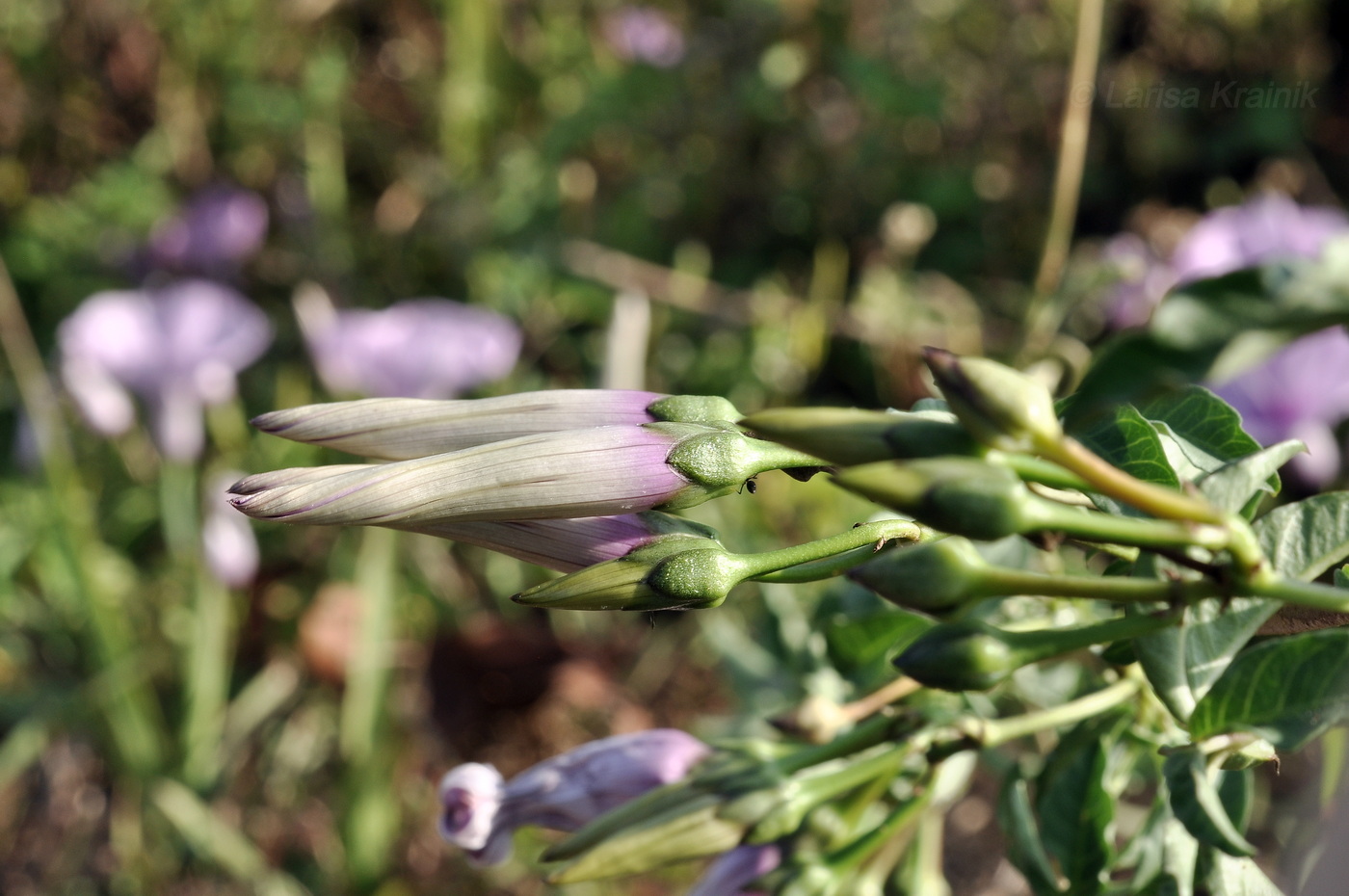Image of Ipomoea cairica specimen.