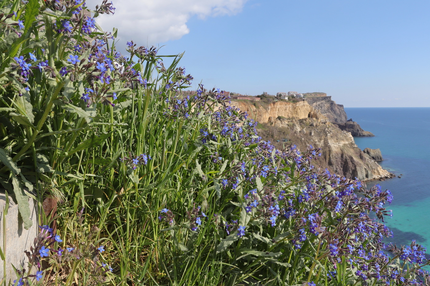 Изображение особи Anchusa stylosa.