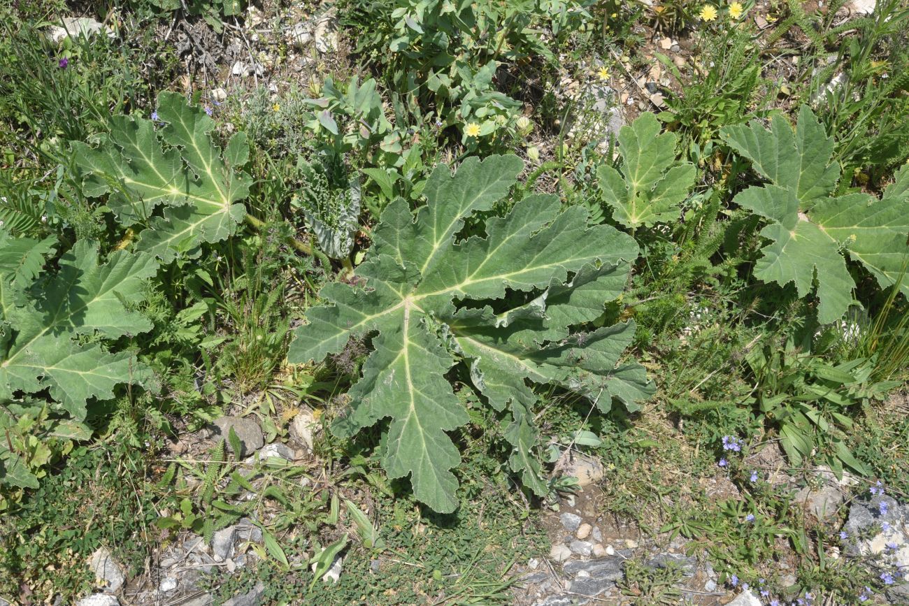 Image of genus Heracleum specimen.