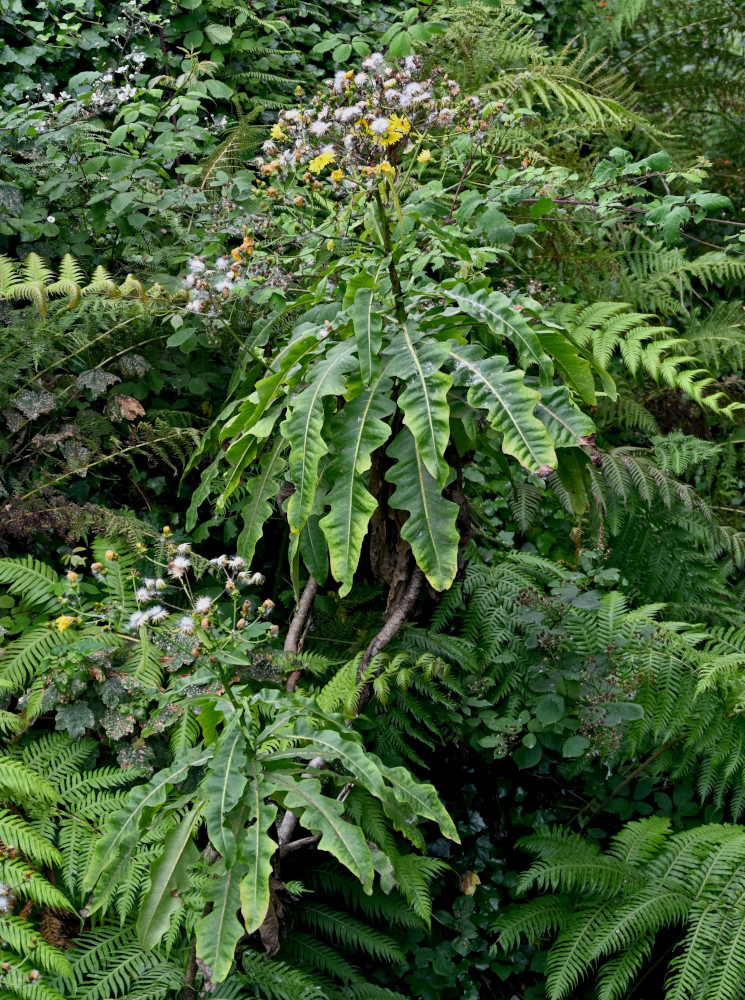 Изображение особи род Sonchus.