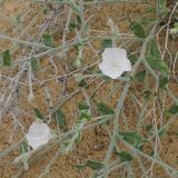 Convolvulus fruticosus