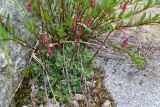 Saxifraga kolenatiana. Листья. Кабардино-Балкария, Приэльбрусье, лев. берег р. Шхельда в 1,2 км выше ур. Улыбка Шхельды, среди камней. 23 июня 2025 г.