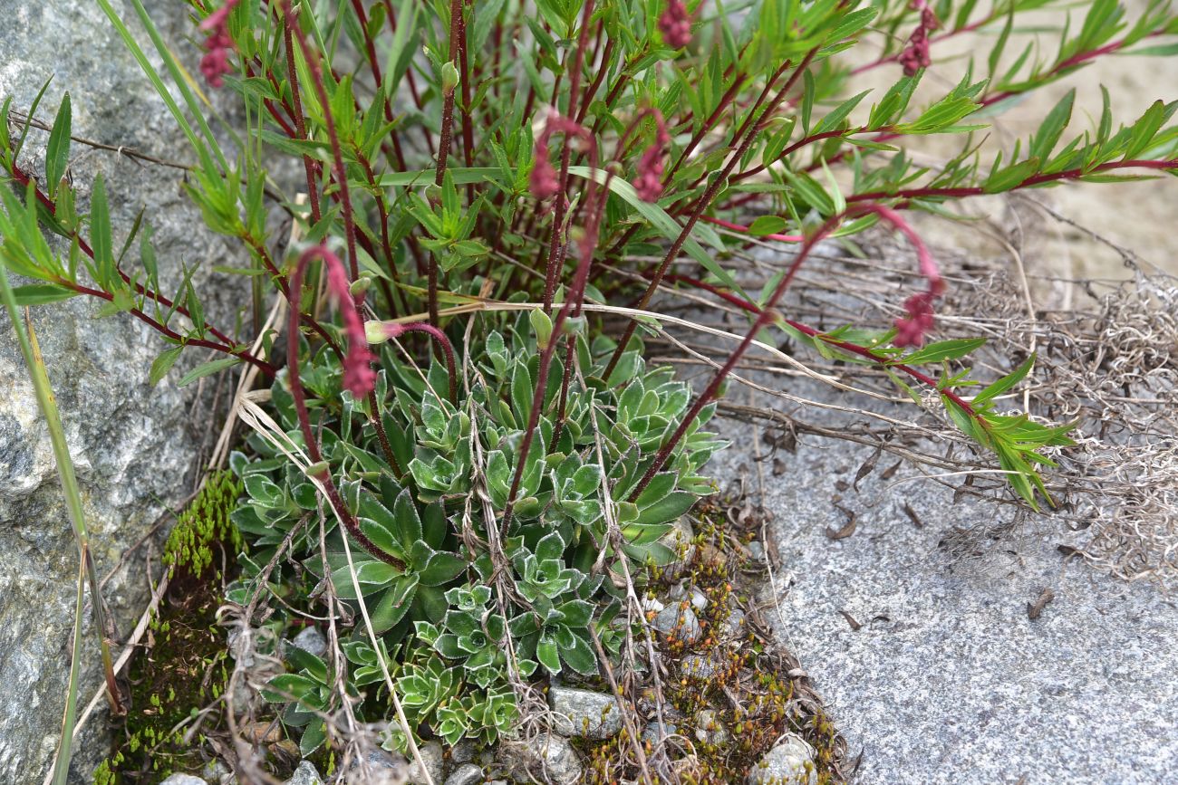 Image of Saxifraga kolenatiana specimen.