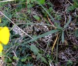 Ranunculus gramineus