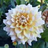 Dahlia × cultorum