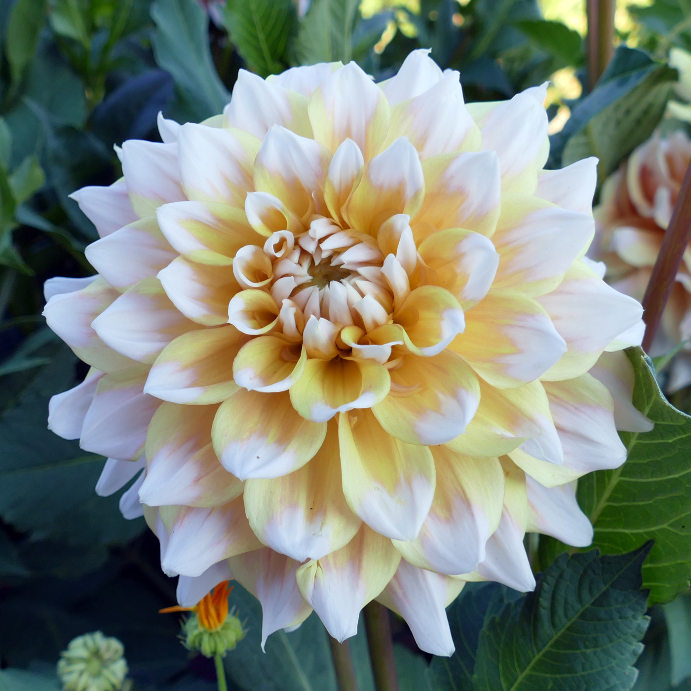 Image of Dahlia × cultorum specimen.
