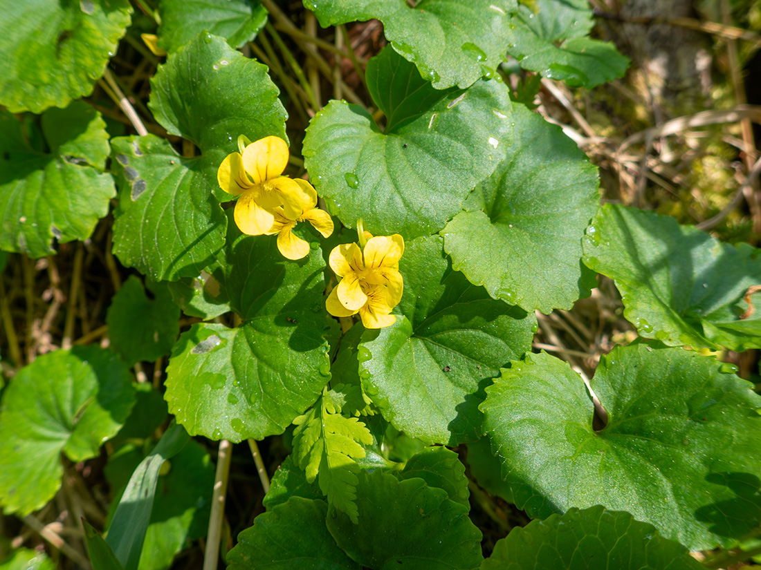 Image of Viola kusnezowiana specimen.