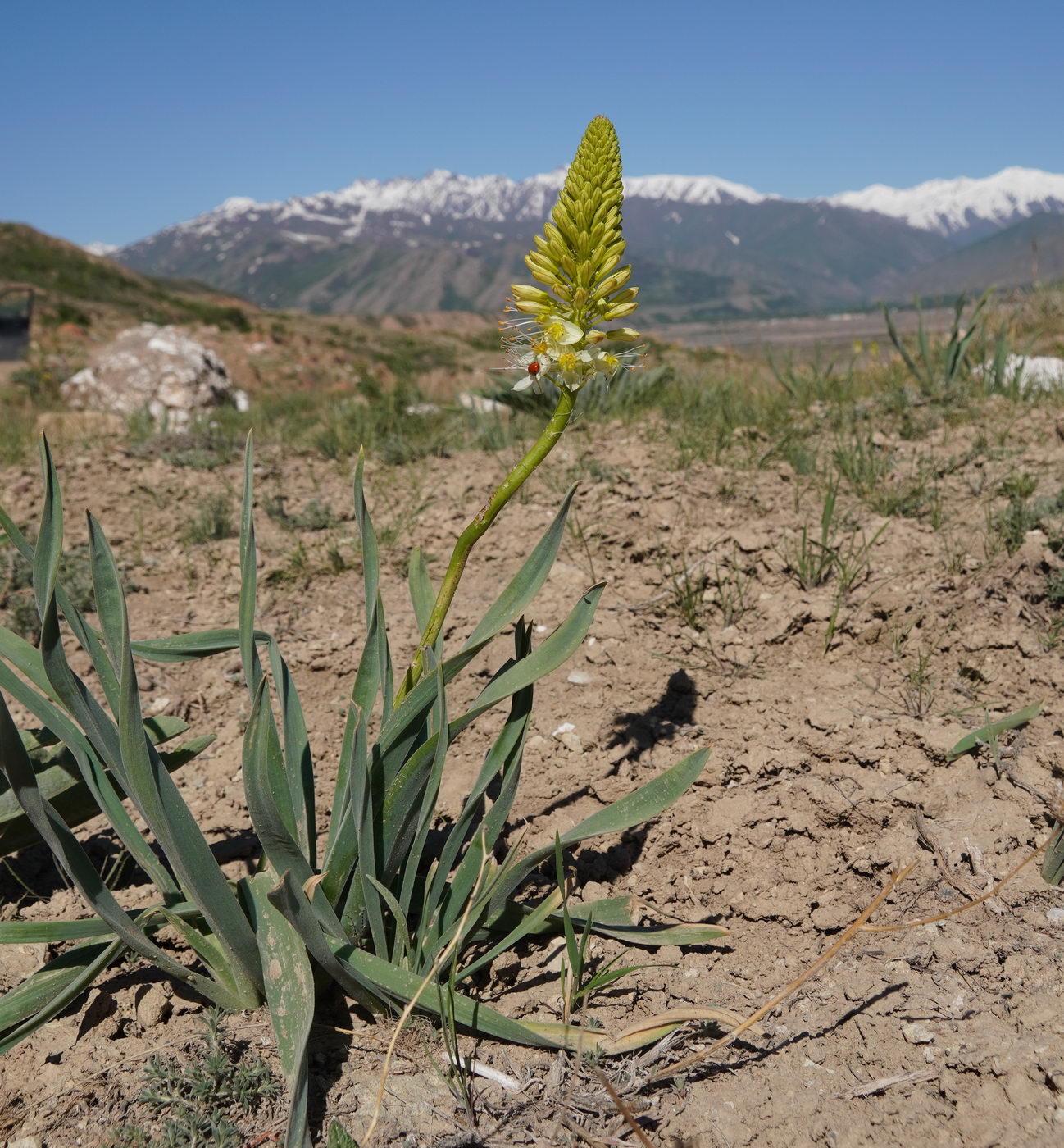 Изображение особи род Eremurus.