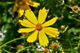 Coreopsis grandiflora