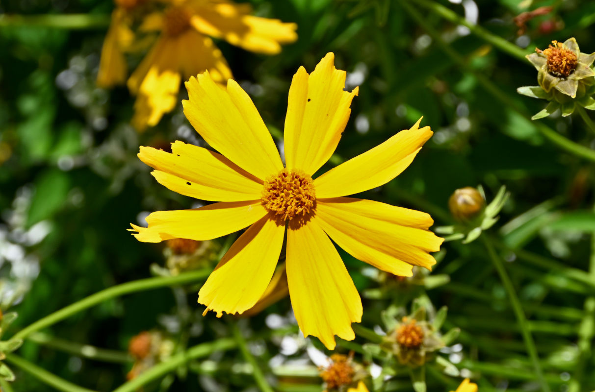 Image of Coreopsis grandiflora specimen.