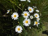 Tripleurospermum inodorum