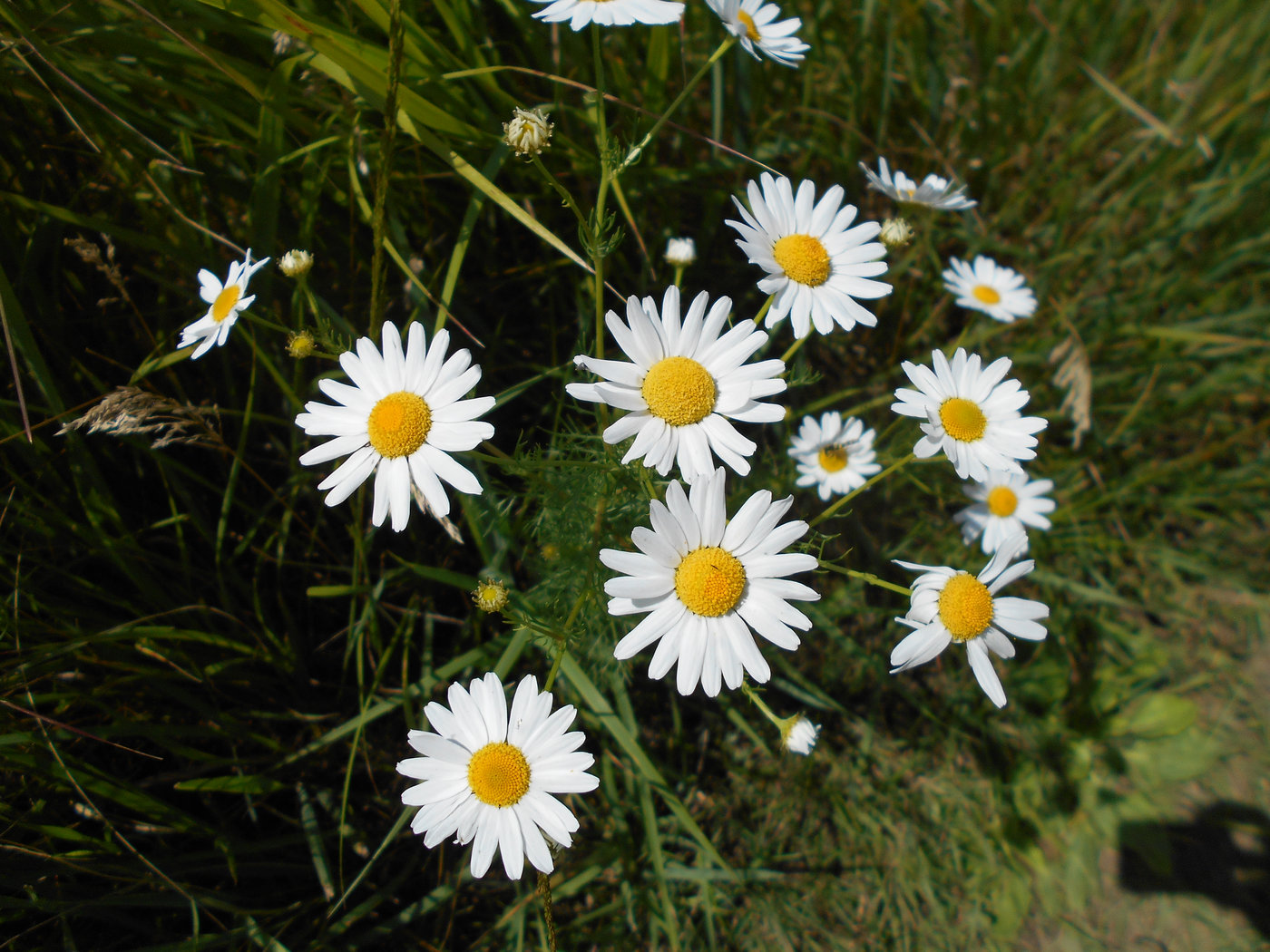 Image of Tripleurospermum inodorum specimen.