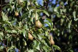 Pyrus communis. Плоды и листья. Республика Дагестан, Ахтынский р-н,. с.Ахты. Садовый участок. 09.08.2026.