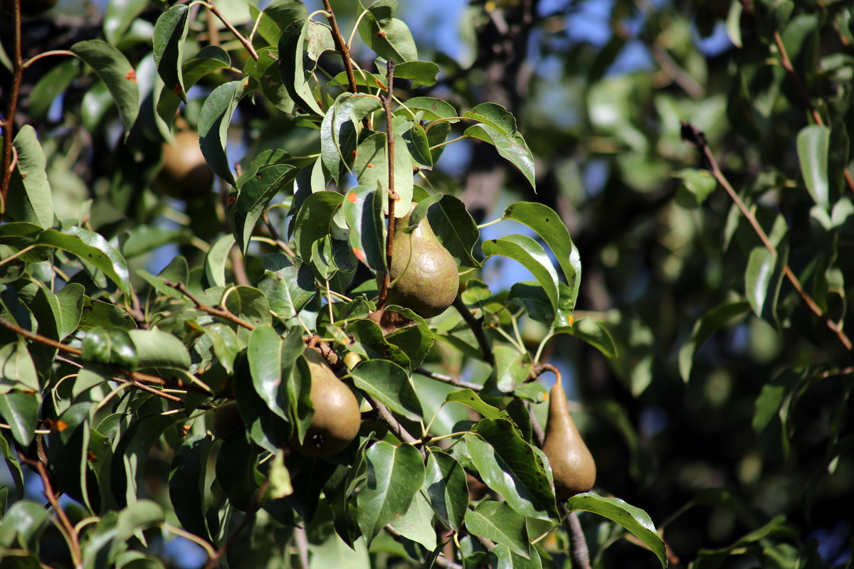 Image of Pyrus communis specimen.