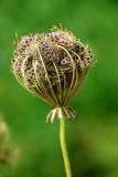 Daucus carota. Соплодие. Калужская обл., г. Таруса, дол. ручья Песчаный, ивняк. 16.08.2026.