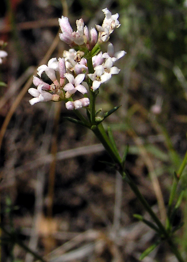 Изображение особи Asperula tephrocarpa.