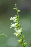 Image of taxon representative. Author is Илья Михеев