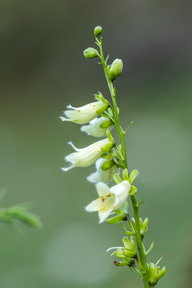 Image of Digitalis ciliata specimen.