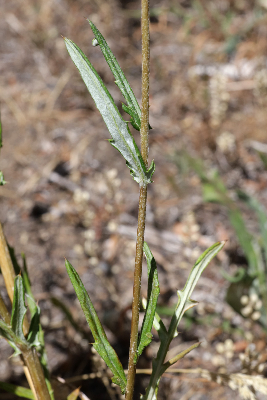 Image of genus Cousinia specimen.