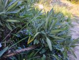 Salvia officinalis